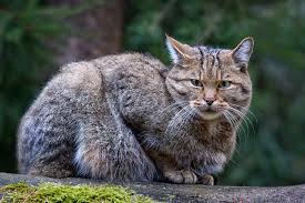 V javorníkách se nám letos podařilo natočit tuhle divošku. Kocka Divoka Felis Silvestris David Havel