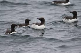 Common Murre - International Bird Rescue