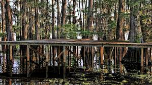 Download animated wallpaper, share & use by youself. Swamp Hd Hd Wallpapers Free Download Wallpaperbetter