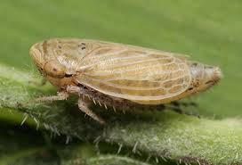 Firstly, seal up areas like skirting boards. British Bugs Home An Online Identification Guide To Uk Hemiptera