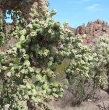 You may be calmly extracting your cactus from the pot or watering and without realizing it, a thorn is. Admire The Jumping Cholla Cactus But Beware Of Its Tricks Recreation Tucson Com