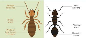 If the business has a good reputation, additional chances are generated for pest control. How To Identify Termites Safeguard Pest Control