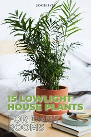 15 Low Light House Plants For Dark Rooms Society19 In 2020 Low Light House Plants House Plants Plants