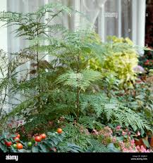 Image result for Grevillea robusta