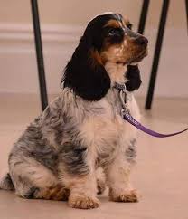 Black And Tan Cocker Spaniel Puppies For Sale Scotland Blue Roan Tan English Cocker Spaniel Cockerspanielblueroan Blue Roan Cocker Spaniel Spaniel Puppies English Spaniel