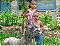Cane corsos are good with children if the puppy is raised with them. Shipley Cane Corso Cane Corso Puppies And Breeder