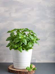 It can take the full blast of the sun for as many hours of the day as the sun shines. Tips For Growing Basil Plants Indoors