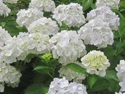 Фото и описание сорта/вида гортензия крупнолистная madame emile mouillre на global flowers. Hydrangea Macrophylla Madame Emile Mouillere