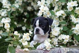 boston terer shenki fotografiya 1 boston terer terer shenki