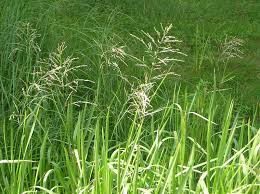 Image result for Glyceria