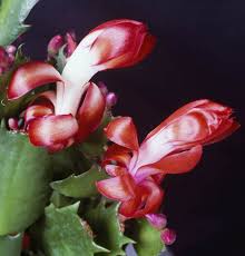 They absorb moisture and nutrients from debris to root a brand new cutting of a christmas cactus, be sure to plant in a mixture of moist peat and sand soil. Christmas Cactus And Care Advice Express Co Uk