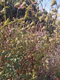 Image result for Laggera crispata