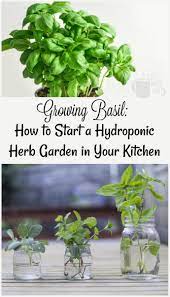 How To Start A Hydroponic Herb Garden In Your Kitchen Hydroponic Herb Garden Hydroponic Farming Hydroponics