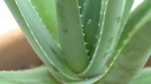 Aloe Vera Plant Rotated Natural Organic Renewal Cosmetics Alternative Medicine Video By C Szefei Stock Footage 326226560