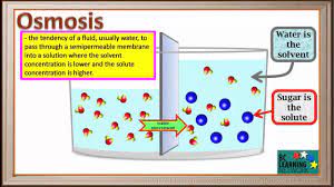 In the diagram, the concentration of sugar is initially higher on the right side of the membrane. Wcln Osmosis Water Sugar Solution Biology Youtube