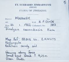 Image result for Empogona cacondensis