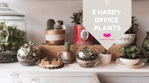 When it grows indoors, it's a hardy plant that can eventually reach 10 feet. Brighten Up Your Office With These Five Hardy Office Plants
