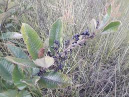 Image result for Ozoroa