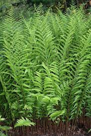 Scratching A Niche Published 2014 Ferns Garden Foliage Plants Shade Plants