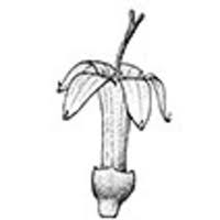 Image result for Craterispermum schweinfurthii