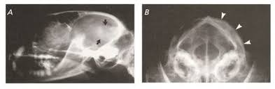 Benign tumors grow only in one place. Brain Tumors Feline Vsso