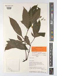 Image result for Whitfieldia thollonii