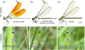 We did not find results for: Male And Female Color Polymorphisms Of Dragonflies A C Male Wing Download Scientific Diagram