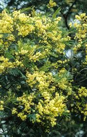 Image result for Acacia mearnsii