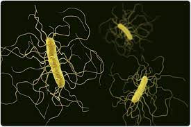 Clostridium are ubiquitous in soil and street dust throughout the world and are able to survive in this environment or years. What Is Clostridium Difficile