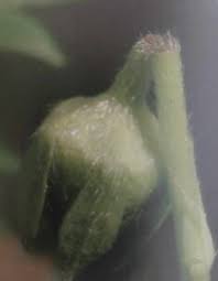 Image result for květopas jahodníkový