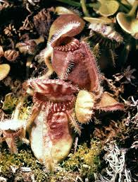 Image result for Cnestis polyphylla