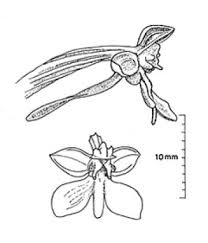 Image result for Habenaria hologlossa