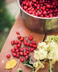 Die Kranichbeeren Oder Auch Cranberries Genannt Haben Viele Mineralstoffe Und Vitamine Avealovenature Aloeveradrink Aloever Hagebutte Heckenrose Superfood
