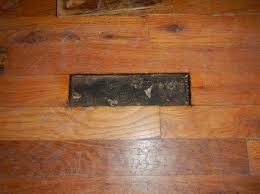 Termite Holes In Wood Floor Flooring Wood Floors Wood