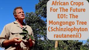 Image result for Schinziophyton rautanenii