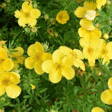 Flowers by post flowers by post = joy. Colour Trends For 2018