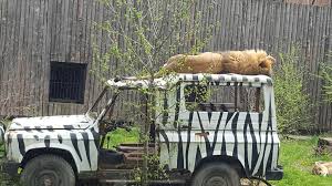 Stirile zilei din diverse : Zoo BÄƒneasa O Zi La GrÄƒdina ZoologicÄƒ BucureÈ™ti