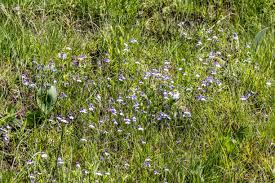 Image result for Monopsis decipiens