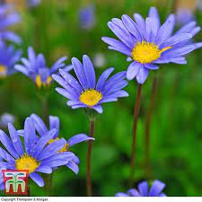 Get the best deals on daisy perennial seeds & bulbs. Felicia Magic Blue Daisy Thompson Morgan