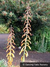 Image result for Kniphofia thomsonii