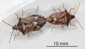 Image result for Aizoon schellenbergii