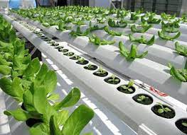 Hidroponik Hydroponic Farming Hydroponic Gardening Aquaponic Gardening