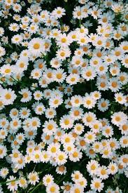 Pinterest Marley Sue Flowers Photography Flower Background Wallpaper Daisy Wallpaper