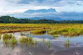 Kota kinabalu offers a buffet of dishes for both the adventurous and the cautious. Mt Kinabalu View From The Paddy Field In Kota Belud Sabah Borneo Stock Photo Picture And Royalty Free Image Image 124366478