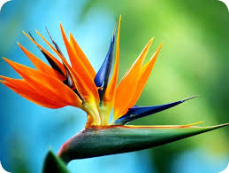 Strelitzia Bird Of Paradise Plant Varieties Dwarf Bird Of Paradise Flower Strelitzia Reginae Dwarf Form Etsy In 2020 Birds Of Paradise Flower Birds Of Paradise Plant Birds Of Paradise