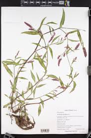 Image result for Persicaria madagascariensis