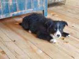 Quality, versatile border collie puppies since 1985. Puppyfinder Com Border Collie Puppies Puppies For Sale Near Me In Oregon Usa Page 1 Displays 10