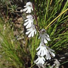 Image result for Holothrix longiflora