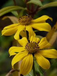 Image result for Bidens baumii