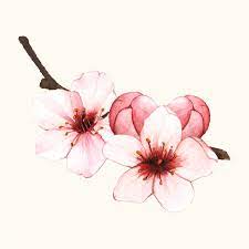 Image Result For Cherry Blooms Flowers Png Cherry Blossom Art Cherry Blossom Drawing Flower Drawing